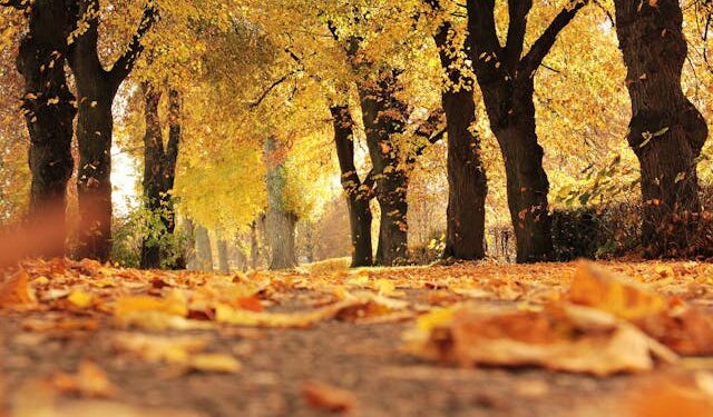 The Healing Power of Nature During The Fall